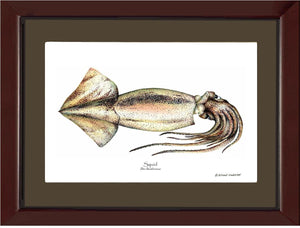 Squid