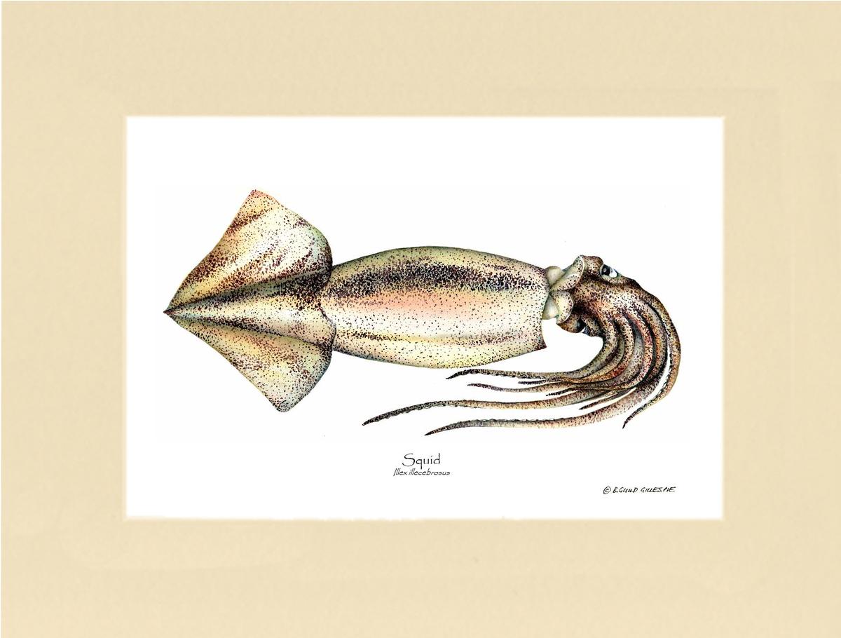 Squid | Wall Art Shellfish Print