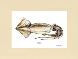 Squid