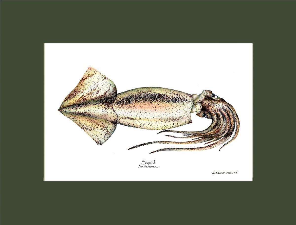Squid | Wall Art Shellfish Print
