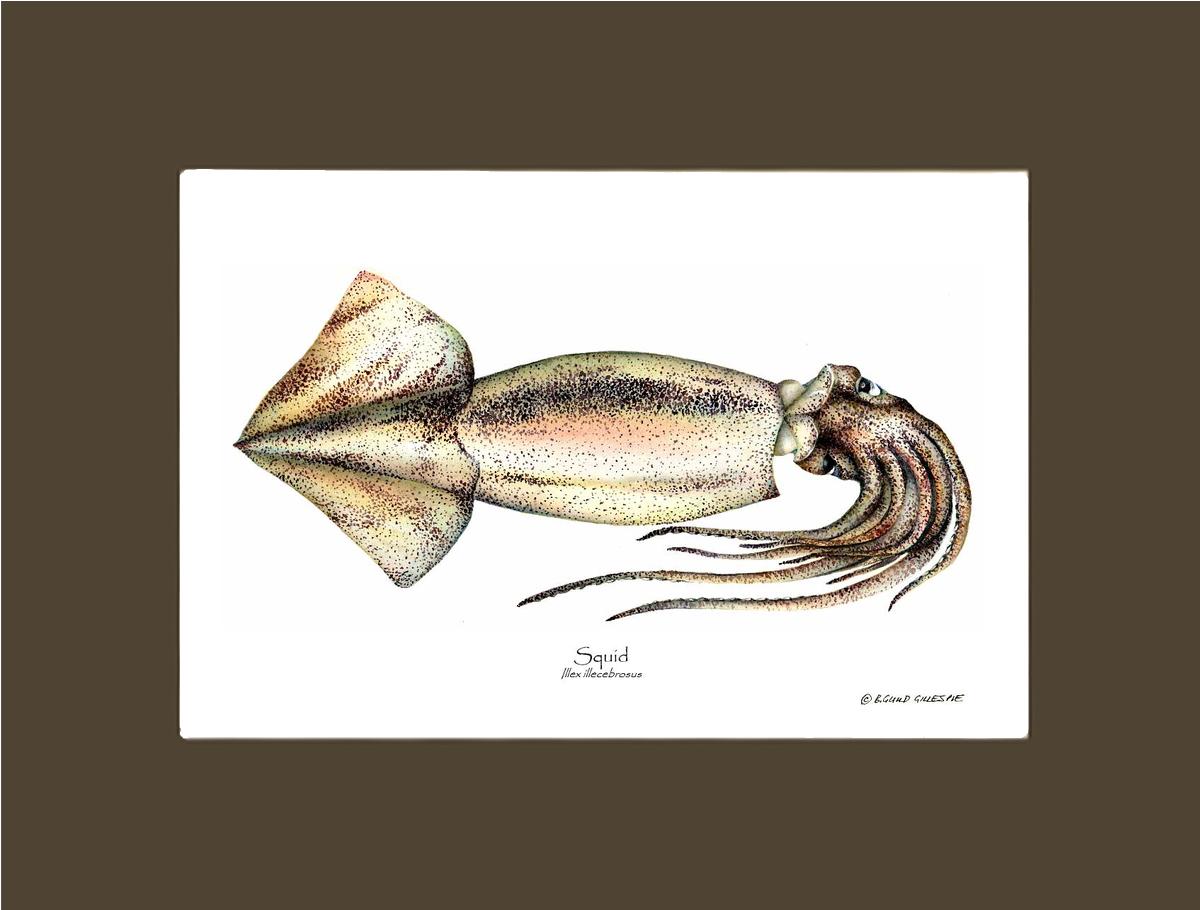 Squid | Wall Art Shellfish Print