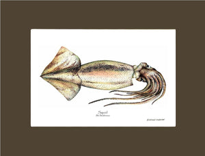 Squid