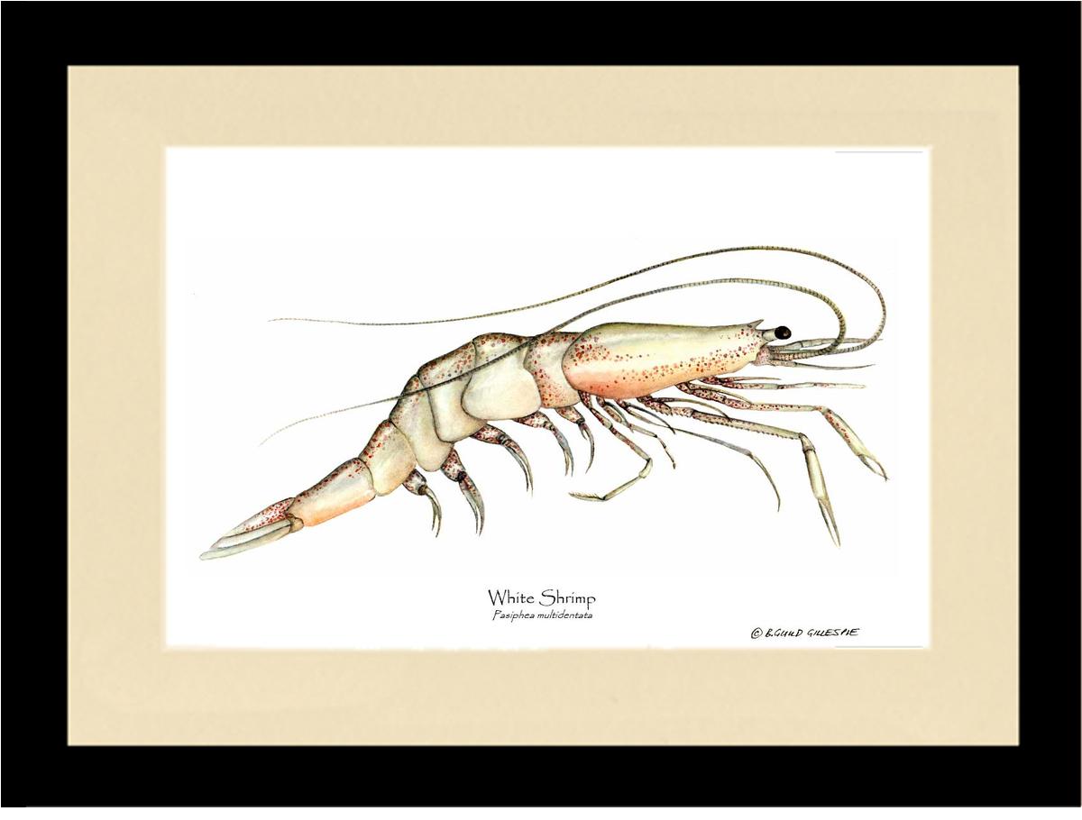 Shrimp, White | Wall Art Shellfish Print