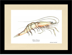 Shrimp, White