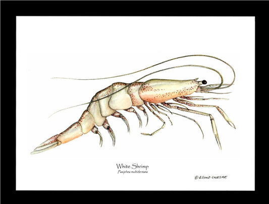 Shrimp, White | Wall Art Shellfish Print