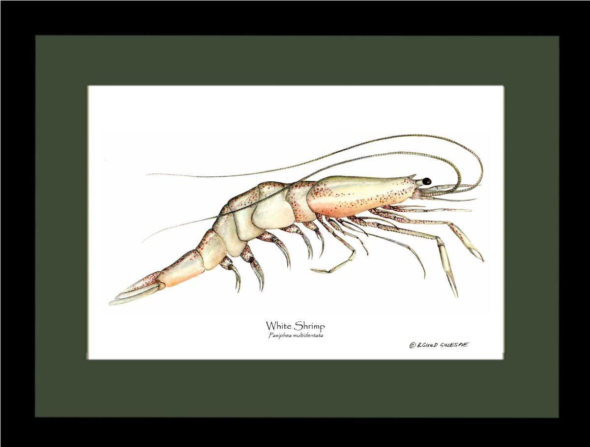 Shrimp, White | Wall Art Shellfish Print