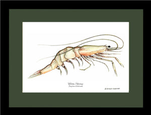 Shrimp, White