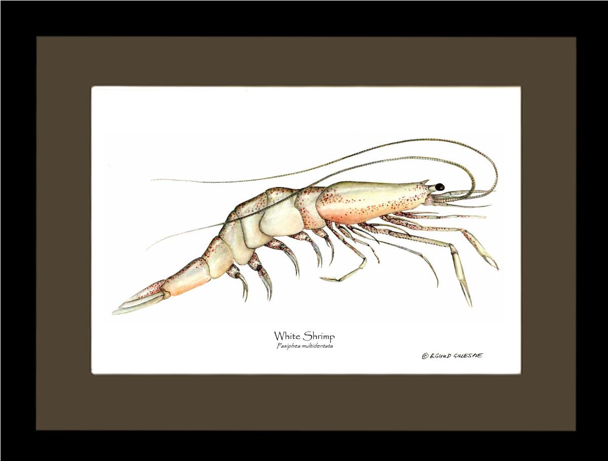 Shrimp, White | Wall Art Shellfish Print