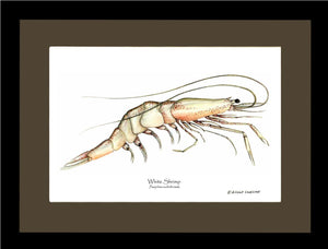 Shrimp, White
