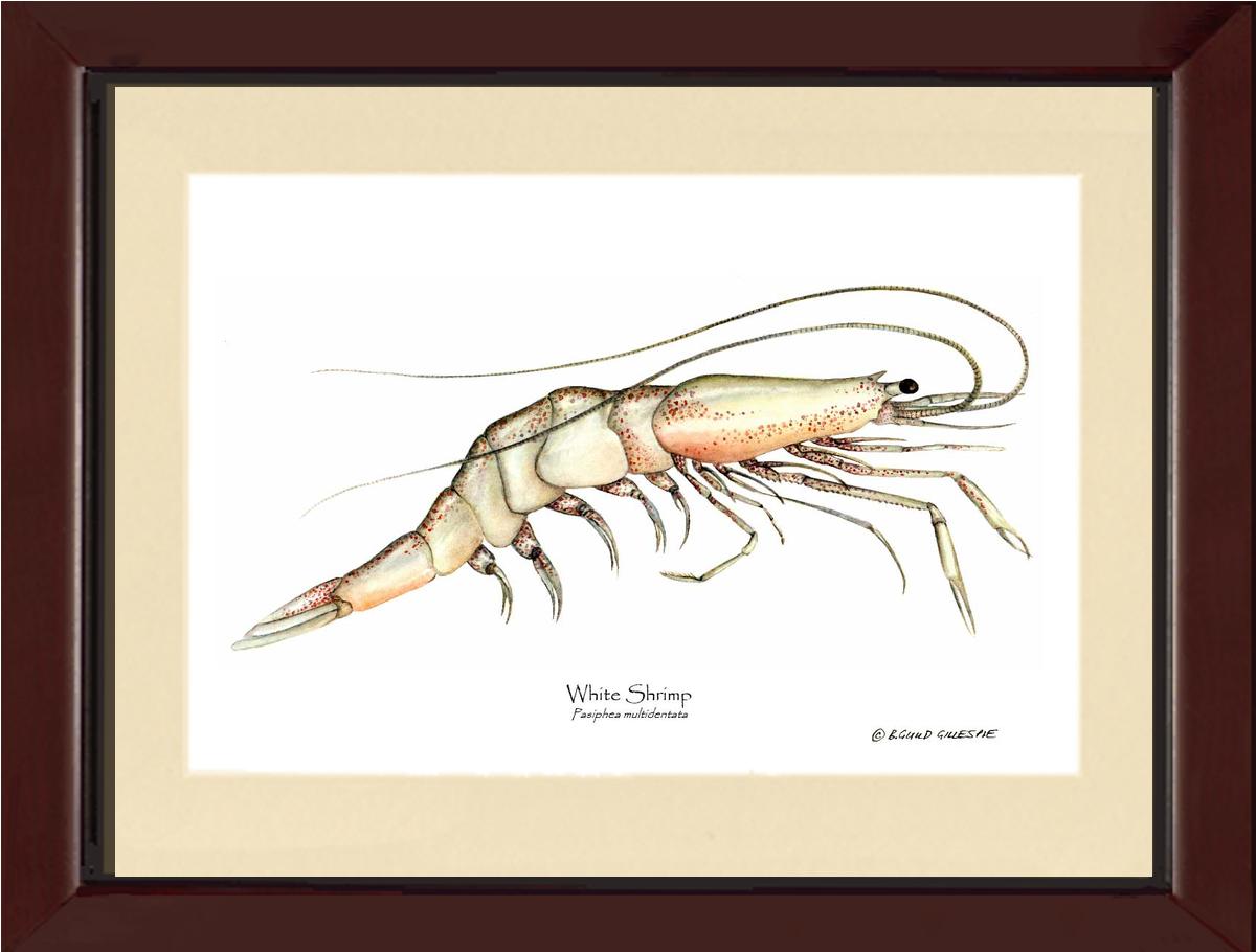 Shrimp, White | Wall Art Shellfish Print