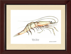 Shrimp, White