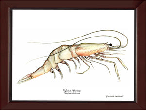 Shrimp, White