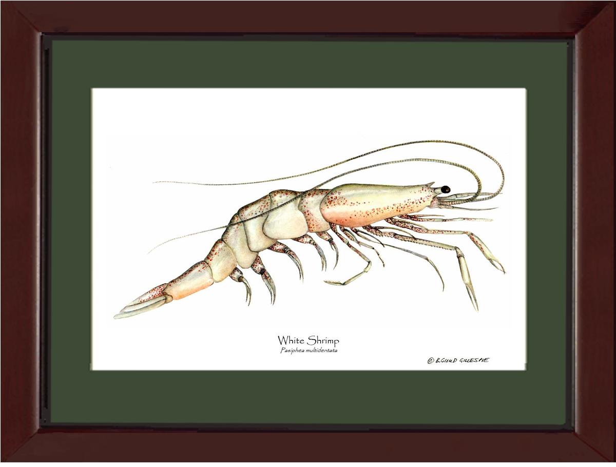 Shrimp, White | Wall Art Shellfish Print