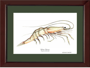Shrimp, White