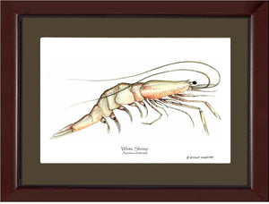 Shrimp, White