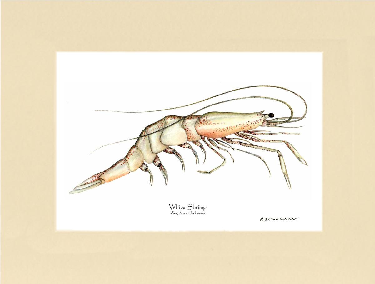 Shrimp, White | Wall Art Shellfish Print