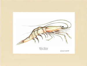 Shellfish Print: Shrimp, White