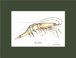 Shrimp, White