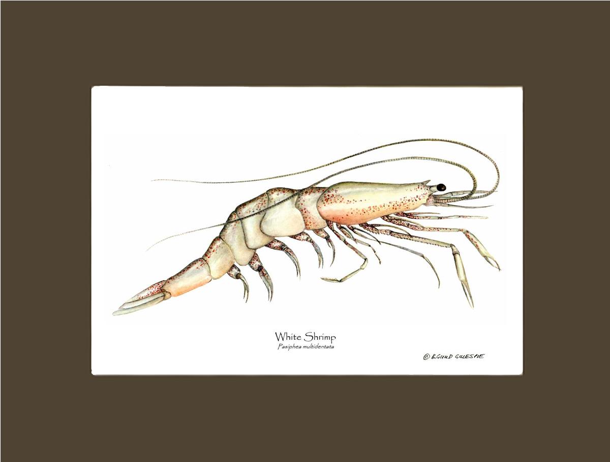 Shrimp, White | Wall Art Shellfish Print