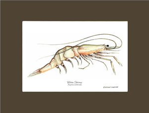 Shrimp, White