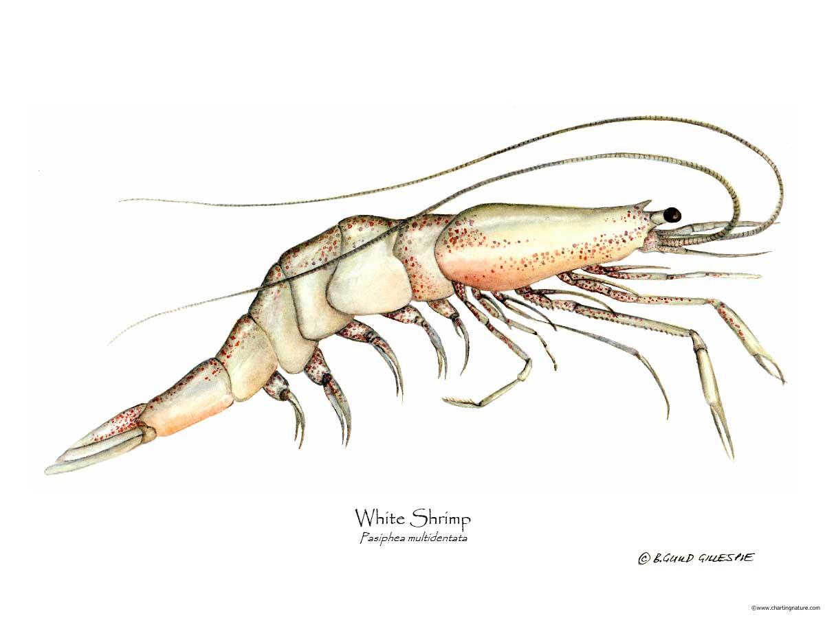 Shellfish Print: Shrimp, White