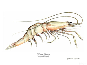 Shrimp, White