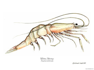 Shellfish Print: Shrimp, White