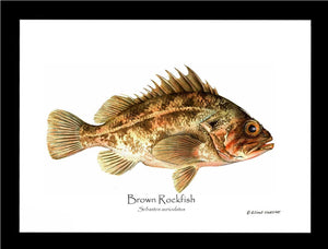 Brown Rockfish Sebastes auriculatus