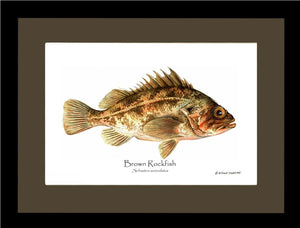 Brown Rockfish Sebastes auriculatus