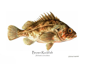 Fish Print: Brown Rockfish Sebastes auriculatus