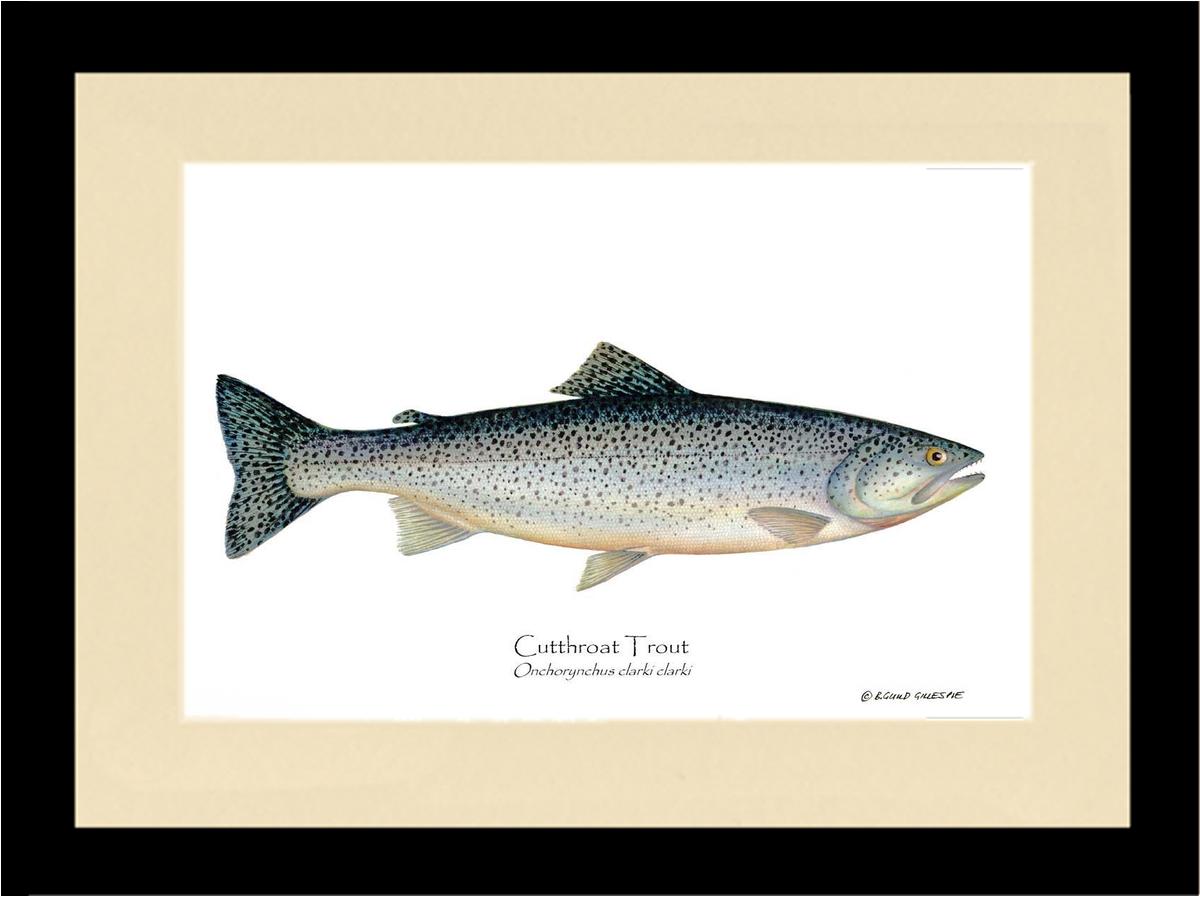 Cutthroat Trout Onchorynchus clarki clark | Wall Art Fish Print
