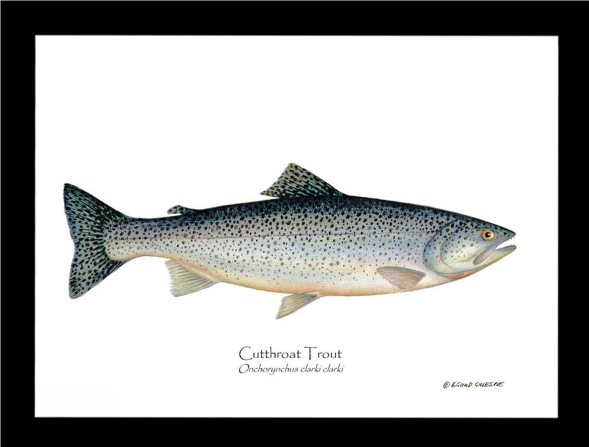 Cutthroat Trout Onchorynchus clarki clark | Wall Art Fish Print