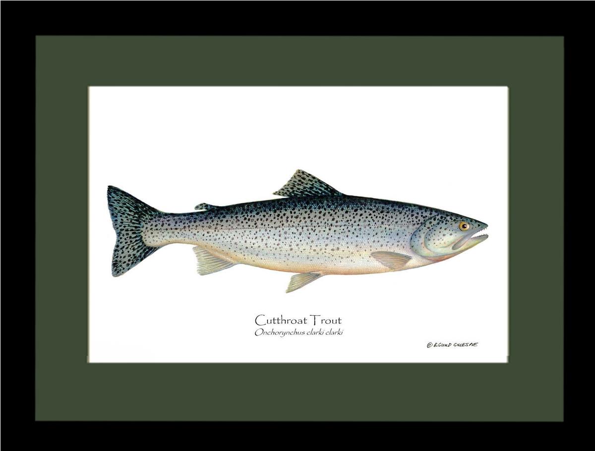 Cutthroat Trout Onchorynchus clarki clark | Wall Art Fish Print