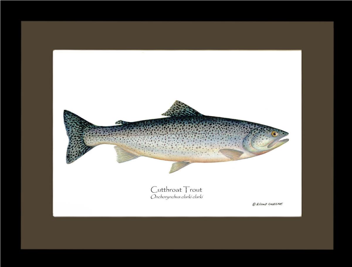 Cutthroat Trout Onchorynchus clarki clark | Wall Art Fish Print