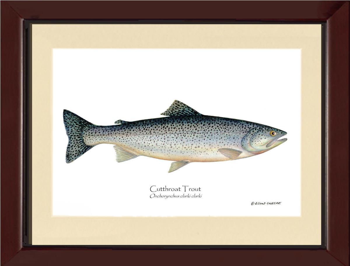 Cutthroat Trout Onchorynchus clarki clark | Wall Art Fish Print