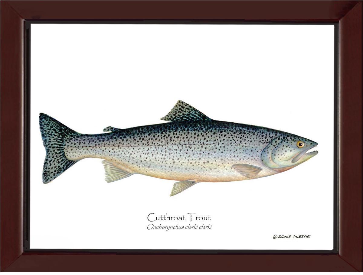 Cutthroat Trout Onchorynchus clarki clark | Wall Art Fish Print