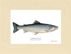 Cutthroat Trout Onchorynchus clarki clark