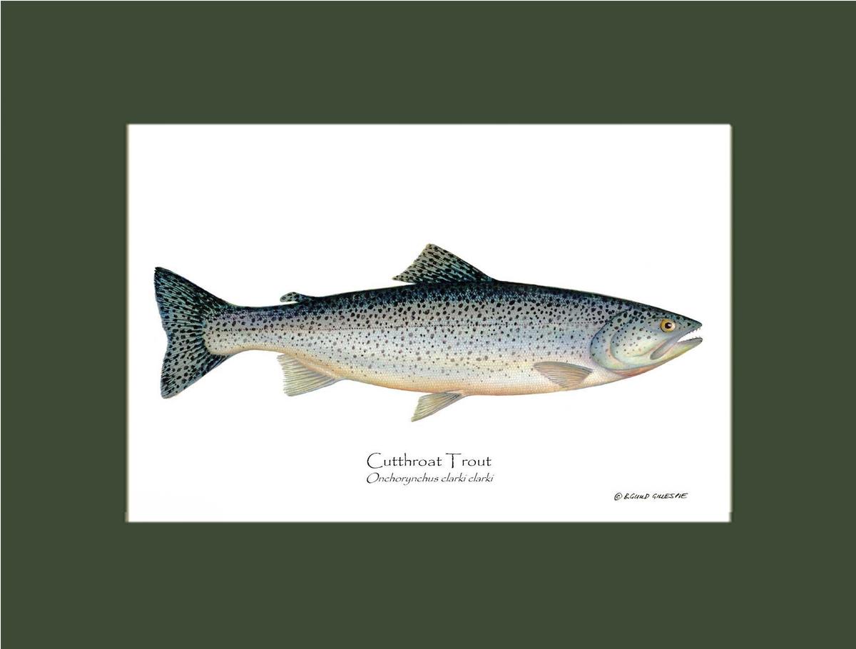 Cutthroat Trout Onchorynchus clarki clark | Wall Art Fish Print