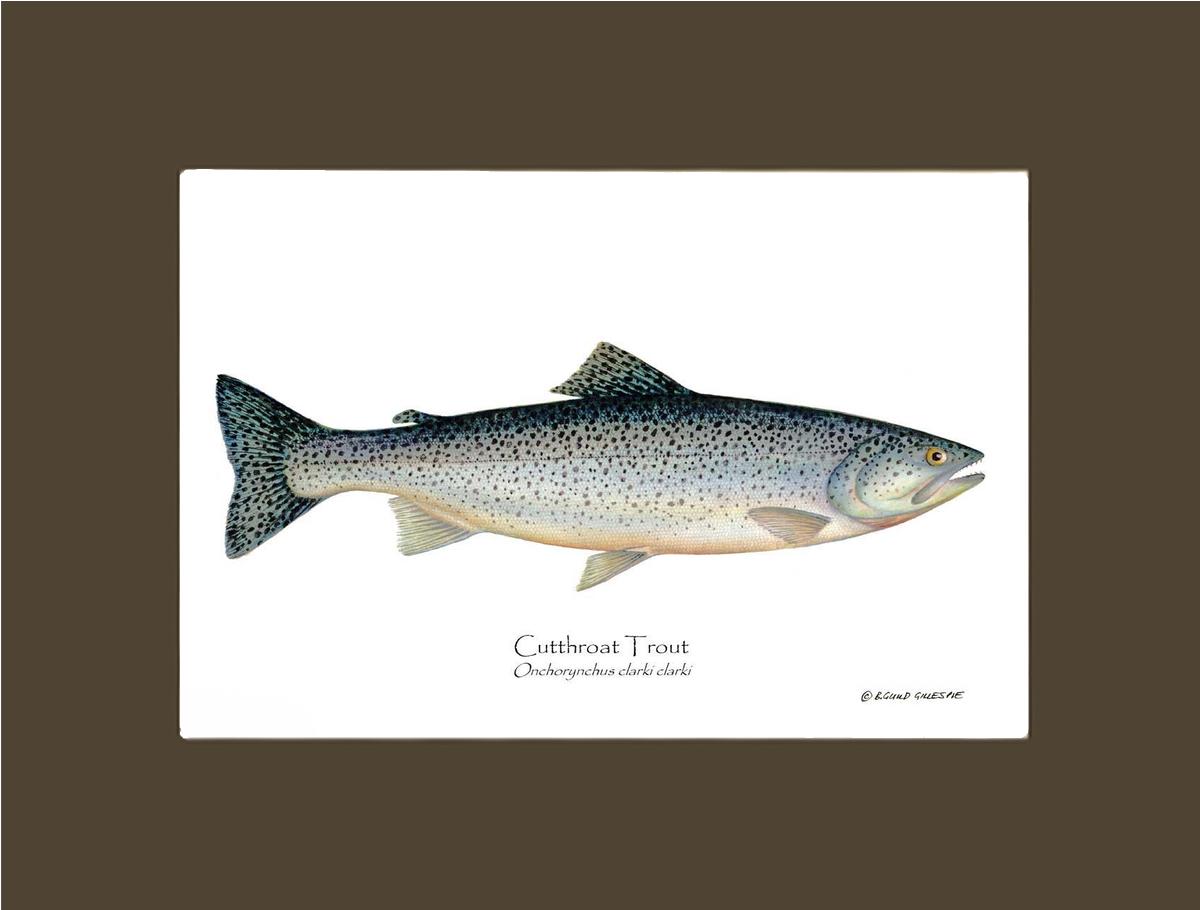 Cutthroat Trout Onchorynchus clarki clark | Wall Art Fish Print