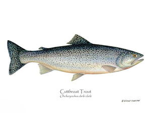 Fish Print: Cutthroat Trout Onchorynchus clarki clark