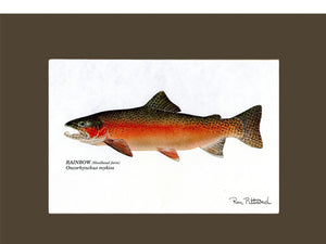 Rainbow Trout (Steelhead) - Charting Nature