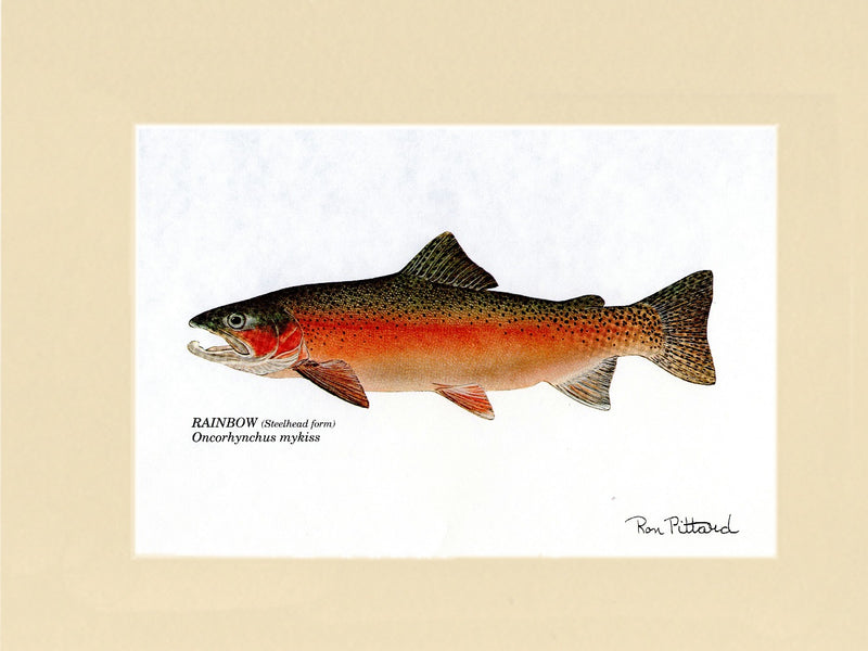 Rainbow Trout (Steelhead) Wall Art Print – Charting Nature