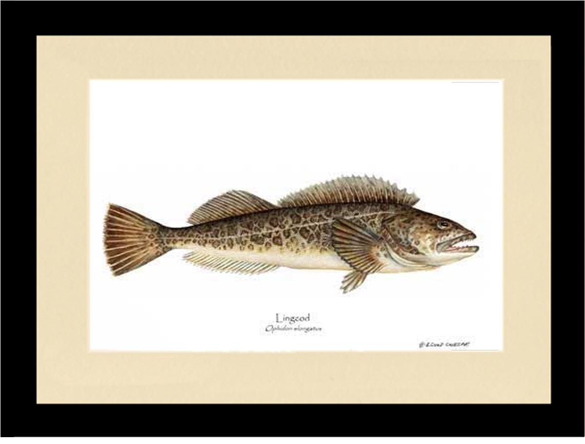 Lingcod Ophidon elongatus | Wall Art Fish Print