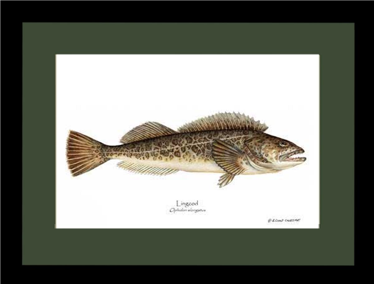 Lingcod Ophidon elongatus | Wall Art Fish Print