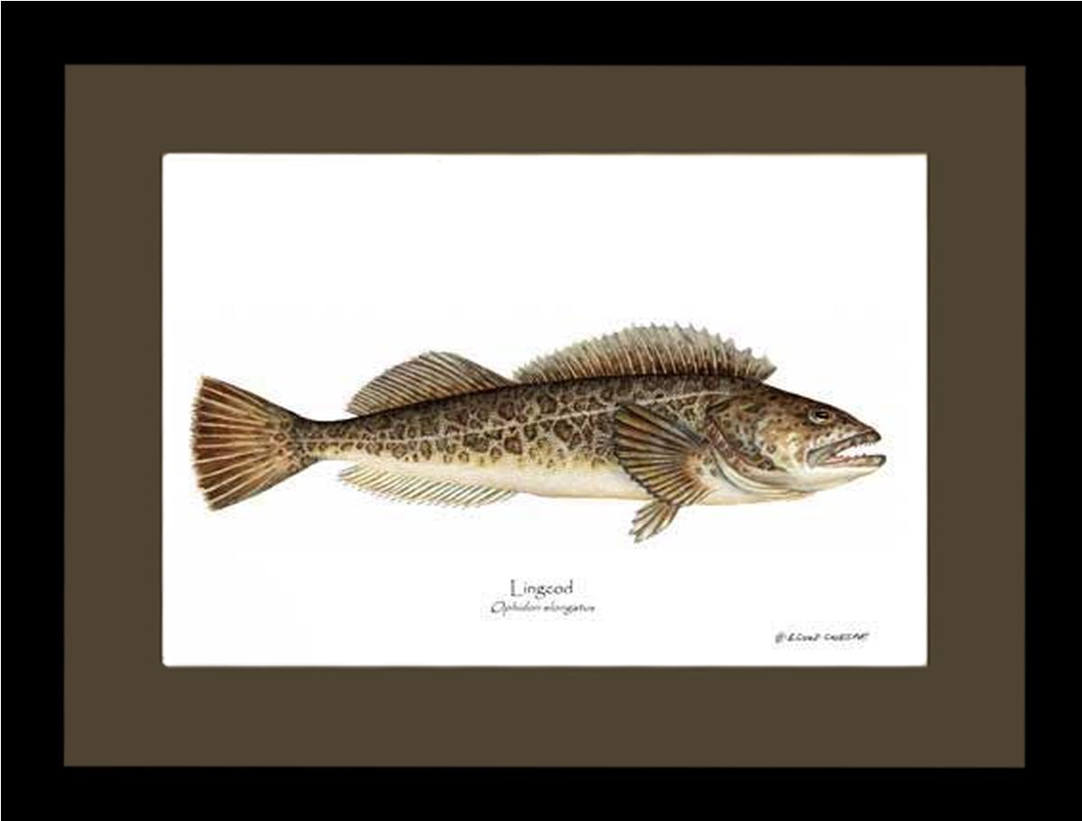 Lingcod Ophidon elongatus | Wall Art Fish Print