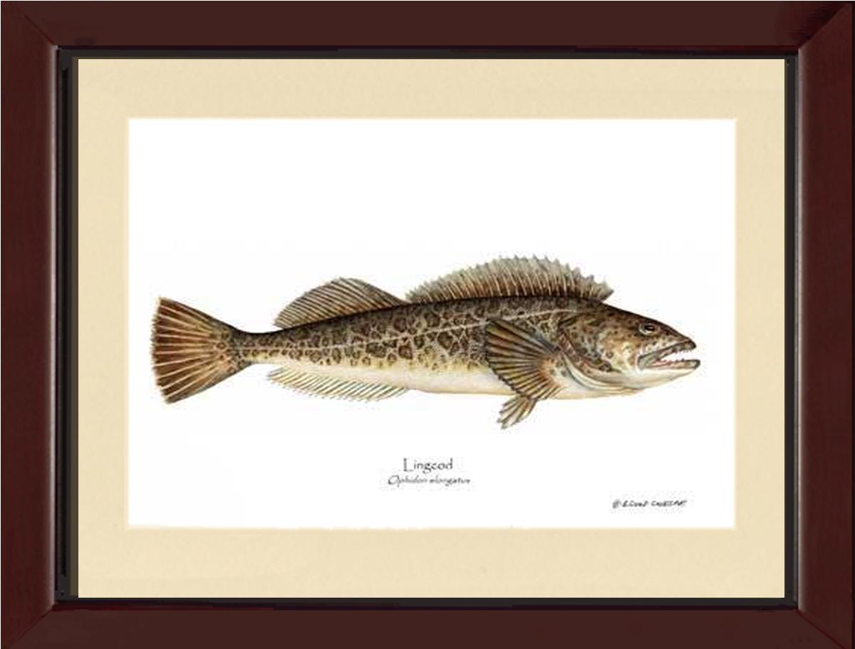 Lingcod Ophidon elongatus | Wall Art Fish Print