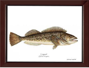 Lingcod Ophidon elongatus