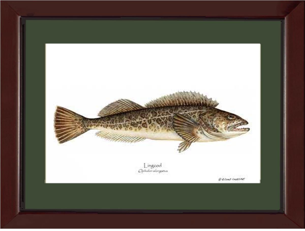 Lingcod Ophidon elongatus | Wall Art Fish Print