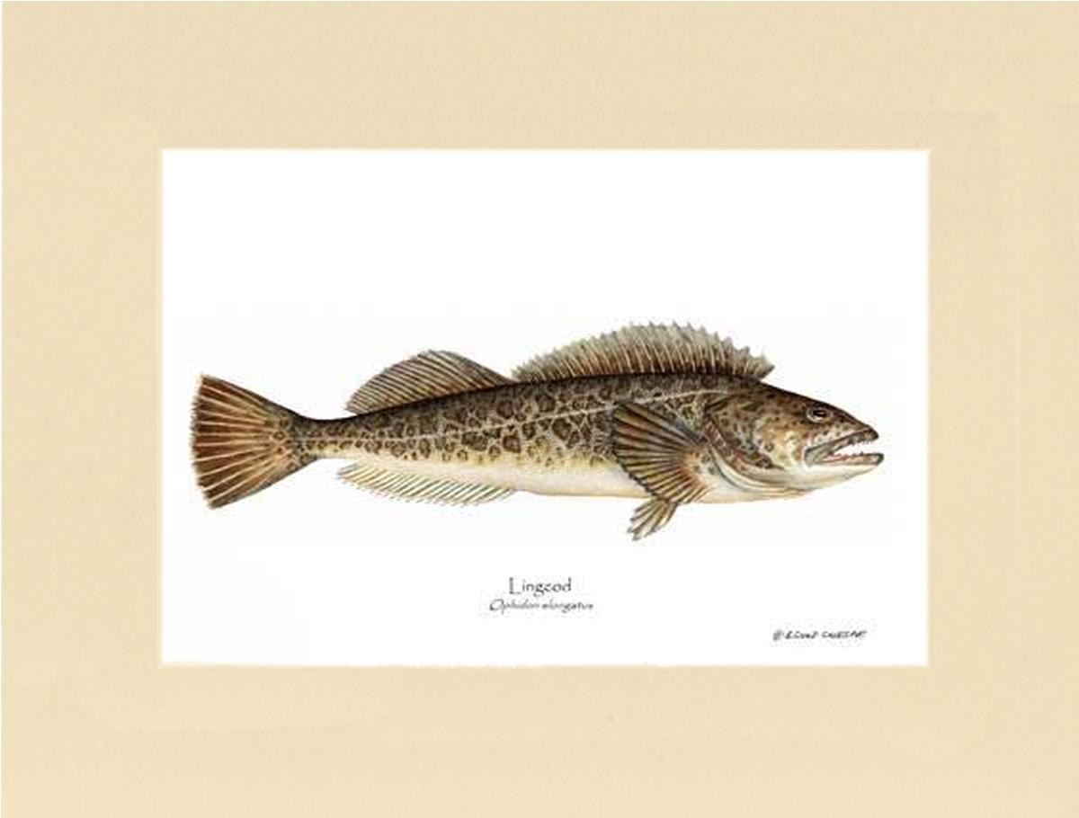 Lingcod Ophidon elongatus | Wall Art Fish Print