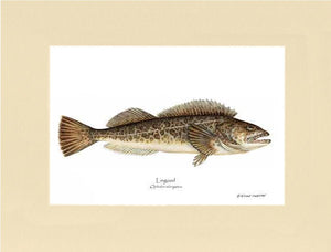 Lingcod Ophidon elongatus